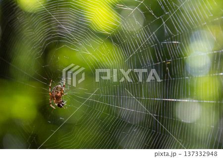 Spider spins intricate web in bright green forest during sunny afternoon 137332948