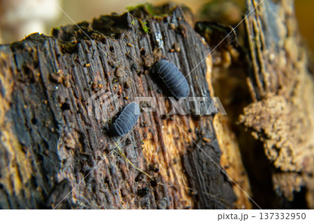 Tiny insects crawl on a weathered piece of wood in a forest environment during daylight hours Tiny insects crawl on a weathered piece of wood in a forest environment during daylight hours 137332950