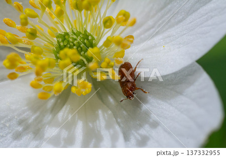 Insects exploring a white flower under bright daylight in a natural habitat during spring 137332955