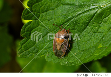 Close-up view of a brown shield bug resting on a green leaf in a natural setting during daylight 137332958