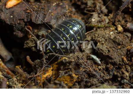 Black and yellow insect resting on earthy substrate in a damp forest environment showcasing natural habitat and detailed textures of soil Black and yellow insect resting on earthy substrate in a damp forest environment showcasing natural habitat and detailed textures of soil 137332960