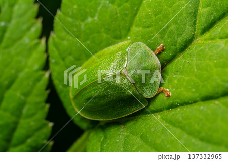 Close-up view of a bright green beetle resting on a lush green leaf in a natural setting during daylight Close-up view of a bright green beetle resting on a lush green leaf in a natural setting during daylight 137332965