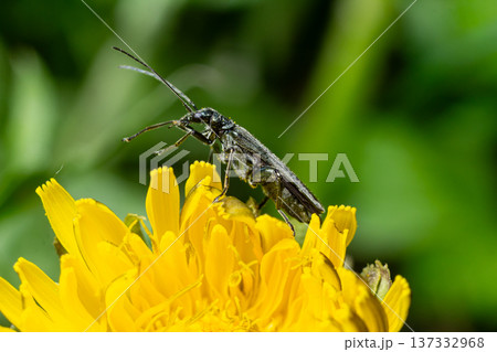 Black longhorn beetle rests on vibrant yellow flower in garden showcasing its distinctive elongated form and lengthy antennae 137332968