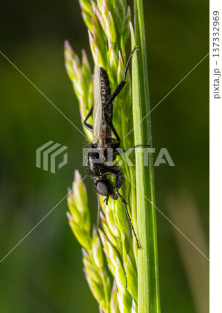 Bibionidae March fly resting on green grass blades in a sunny field during the warm spring afternoon 137332969