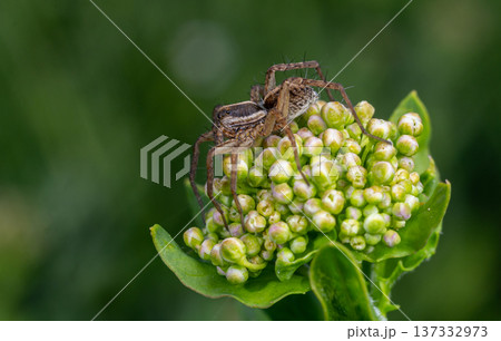 Common wolf spider Pardosa amentata actively hunting on a green plant during daylight in a natural habitat Common wolf spider Pardosa amentata actively hunting on a green plant during daylight in a natural habitat 137332973