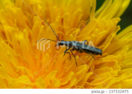 Black longhorn beetle perched on bright yellow flower showcasing intricate details of nature and pollination dynamics 137332975