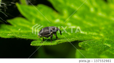 Close-up view of a black weevil on a vibrant green leaf in a natural environment during daylight Close-up view of a black weevil on a vibrant green leaf in a natural environment during daylight 137332981