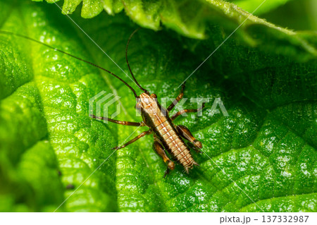 Bush-cricket nymph resting on vibrant green leaf during sunny afternoon in temperate forest habitat 137332987