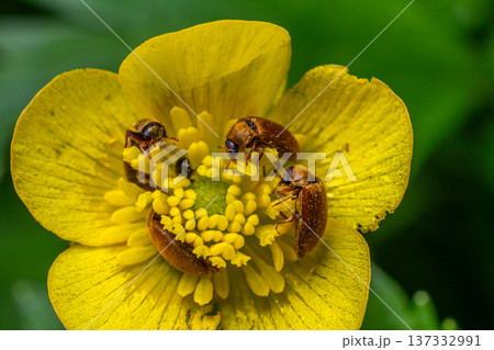 Insects gather around vibrant yellow flower in natural setting during springtime afternoon 137332991