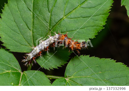 Colorful polygonia c-album comma butterfly caterpillar resting on green leaves in a natural habitat during the warm season Colorful polygonia c-album comma butterfly caterpillar resting on green leaves in a natural habitat during the warm season 137332996