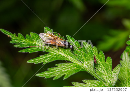 Winged ant resting on a green fern leaf in a lush shaded garden during early morning hours showcasing intricate details of its body Winged ant resting on a green fern leaf in a lush shaded garden during early morning hours showcasing intricate details of its body 137332997