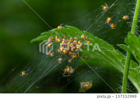 Yellow spiderlings of Araneus diadematus cluster on their web in a lush garden environment during daylight hours 137332999