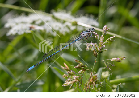 Azure damselfly perched on grass in lush vegetation during daylight hours Azure damselfly perched on grass in lush vegetation during daylight hours 137333002