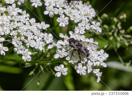 Dinera ferina Tachinid fly resting on white flowers in a vibrant garden during daylight hours 137333006
