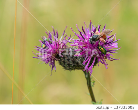 Close encounter with Andrena mining bee and Cetonia aurata on vibrant purple thistle flower in a blooming meadow Close encounter with Andrena mining bee and Cetonia aurata on vibrant purple thistle flower in a blooming meadow 137333008