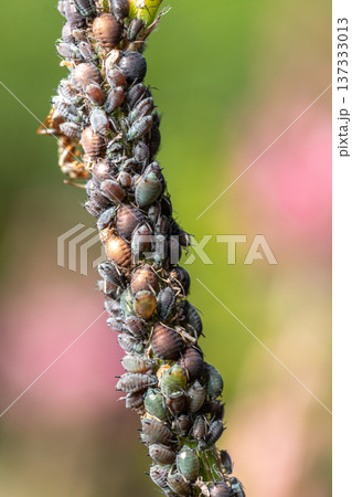 Cluster of aphids feeding on plant stem in a garden during a sunny day with blurred green background 137333013