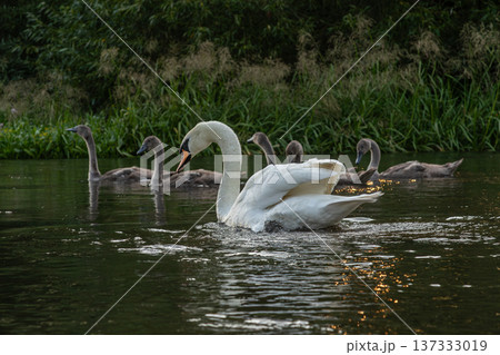 Mute swan gliding through calm waters with cygnets exploring nearby in a serene natural setting during late afternoon Mute swan gliding through calm waters with cygnets exploring nearby in a serene natural setting during late afternoon 137333019