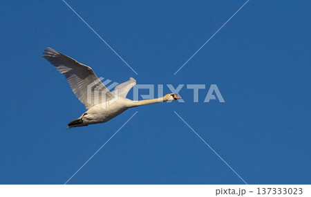 Mute swan Cygnus olor in flight with blue skies in the background 137333023