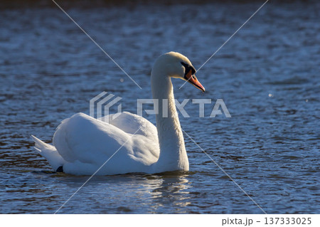 A white mute swan swims on a calm body of water. The water is blue. The swan has slightly raised its wings A white mute swan swims on a calm body of water. The water is blue. The swan has slightly raised its wings 137333025