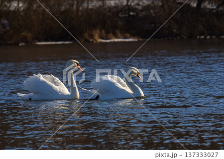 A white mute swan swims on a calm body of water. The water is blue. The swan has slightly raised its wings 137333027