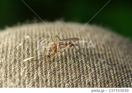 macro of Mosquito Suck in blood,Mosquito using mouth drill through clothes,mosquitoes are carrier of human and animal diseases,selecttive focus 137333030