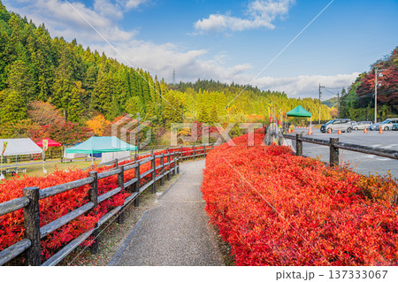 豊田市の大井平公園のドウダンツツジの風景(愛知県) 137333067