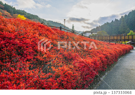 豊田市の大井平公園の風のつり橋とドウダンツツジの風景(愛知県) 137333068