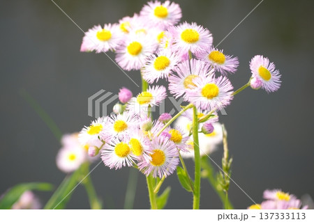ピンクの花 ピンクの花 137333113