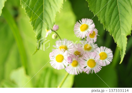 ピンクの花 ピンクの花 137333114