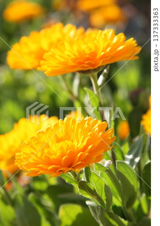 春に咲くキンセンカ春の陽ざしで立派に咲きました 137333363