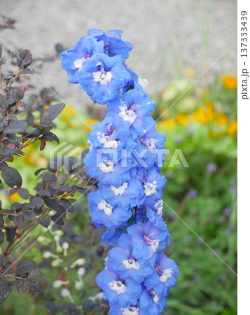デルフィニウム デルフィニューム ヒエンソウ 137333439