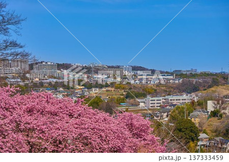 河津桜が咲く東京都稲城市の眺望(坂浜,長峰など) 河津桜が咲く東京都稲城市の眺望(坂浜,長峰など) 137333459