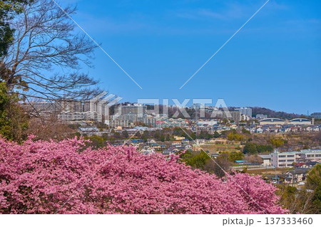 河津桜が咲く東京都稲城市の眺望(坂浜,長峰など) 河津桜が咲く東京都稲城市の眺望(坂浜,長峰など) 137333460