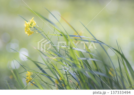 春の風に菜の花がなびく 春の風に菜の花がなびく 137333494