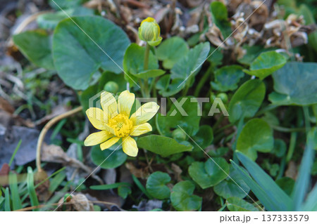 咲き始めた黄色いヒメリュウキンカの花と蕾・3月 137333579