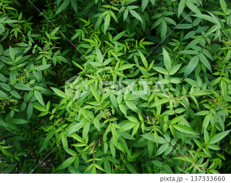 植物 工場 プランツ 137333660