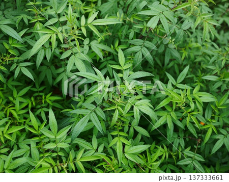 植物 工場 プランツ 137333661