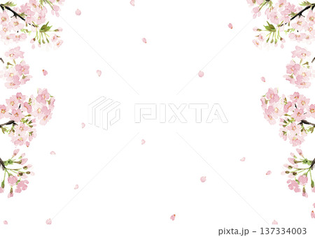 水彩で描いた桜のフレーム素材【手描き】透過背景  白バック コピースペースあり 137334003