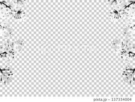 Monotone watercolor cherry blossom frame material [hand-drawn] White background Transparent background Copy space available 137334004