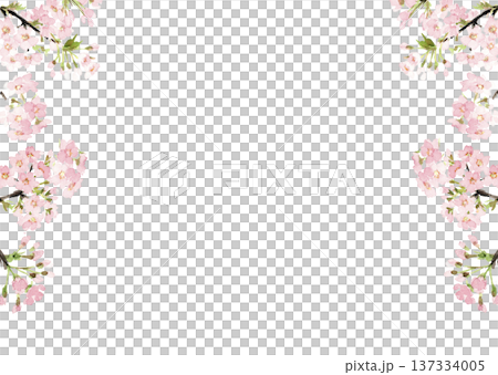 Watercolor cherry blossom frame material [hand-drawn] Transparent background White background Copy space available 137334005