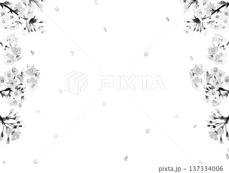 水彩で描いた桜のフレーム素材モノトーン【手描き】白バック 透過背景 コピースペースあり 137334006