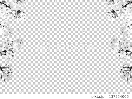 水彩で描いた桜のフレーム素材モノトーン【手描き】白バック 透過背景 コピースペースあり 137334006