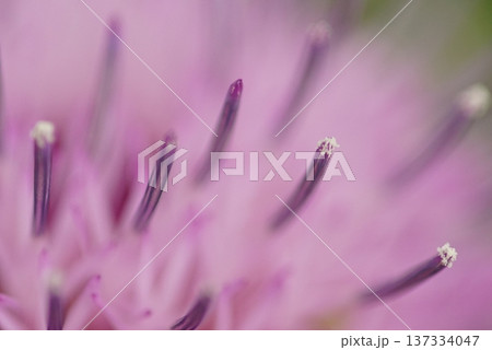 あざみの花が咲いています 137334047