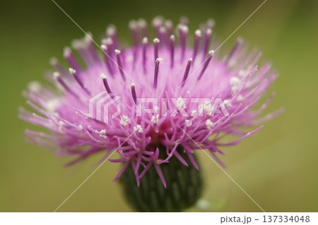 あざみの花が咲いています あざみの花が咲いています 137334048