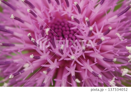 あざみの花が咲いています あざみの花が咲いています 137334052