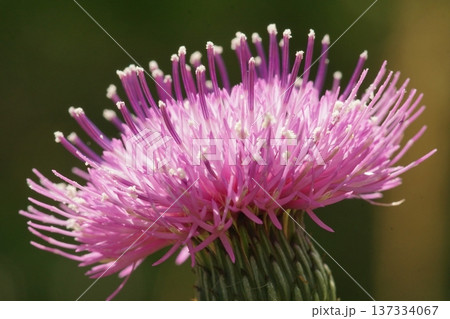 あざみの花が咲いています 137334067