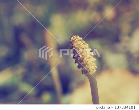 春に芽生えたつくし 137334101