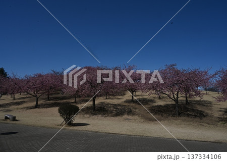 伊勢崎市民の森公園で撮った河津桜 伊勢崎市民の森公園で撮った河津桜 137334106