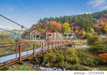 豊田市の大井平公園の風のつり橋と紅葉の風景(愛知県) 137334205