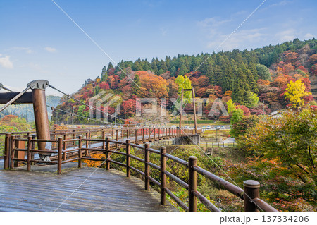 豊田市の大井平公園の風のつり橋と紅葉の風景(愛知県) 豊田市の大井平公園の風のつり橋と紅葉の風景(愛知県) 137334206
